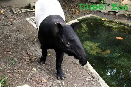 引發關切！台北動物園馬來貘「貘克」被熱死？專家：「這點」恐增加動物體感溫度
