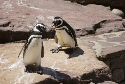 烏拉圭東海岸出現2000隻企鵝屍體　專家進行解剖釐清死因