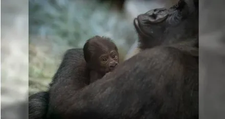 見鬼了！「公」猩猩生出猩猩寶寶？動物園糗揭真相