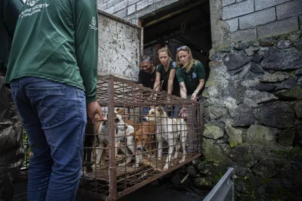動保團體倡議成功將毛孩撤下菜單　印尼「托莫洪極限市場」停賣貓狗肉