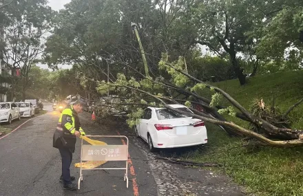 杜蘇芮災情/宜蘭市路樹遭強風吹倒　壓自小客車遭幸無人傷