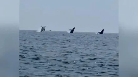 影/超壯觀！男子出海賞鯨慶生　竟幸運拍到3頭鯨魚同時躍出水面