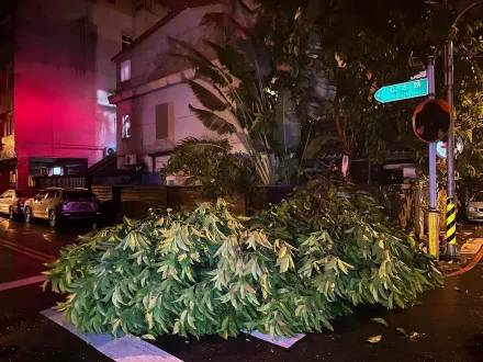 杜蘇芮災情/宜蘭路樹倒塌頻傳　警急交管移置幸未釀傷亡