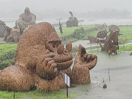 杜蘇芮災情/風雨太大花蓮大猩猩「被迫學游泳」　民眾也憂水太多壞了稻田