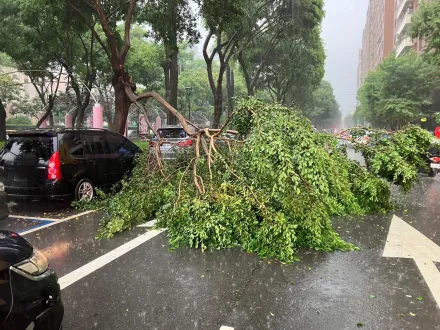 快訊/台中午後暴雨路樹斷裂　路邊轎車慘遭大樹壓頂