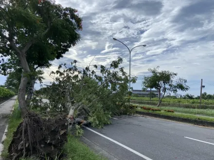 卡努災情/台東吹焚風高溫36度！路樹連根拔起　驚險畫面曝光