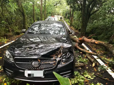 卡努災情/三芝路樹倒塌來不及閃　賓士車頭遭大樹壓毀