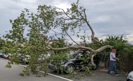 影/卡努強風狂掃宜蘭地區　多處路樹倒壓車無人傷警協助排除