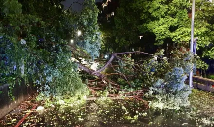 快訊/卡努颱風入夜風力增強　北市晚間2處路樹倒塌無人傷