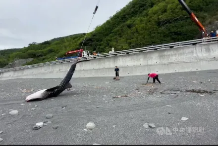 南迴公路旁海灘　5公尺長鯨鯊擱淺死亡
