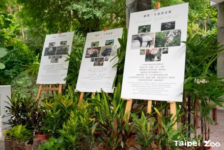 台北市立動物園「慰靈祭」開跑！團團、貘克追思會現場曝光