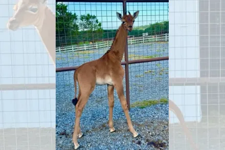 美動物園誕生罕見無網紋長頸鹿　專家：地球上可能僅此一隻