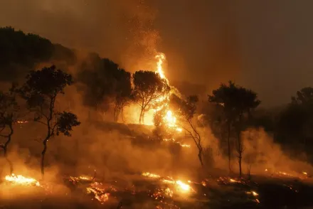 影/希臘野火肆虐釀20死數千人疏散　大風加高溫一天內再傳60多起火災
