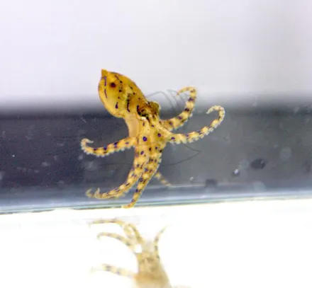 比眼鏡蛇毒50倍！澎湖發現「藍環章魚」　數分鐘內可殺26個成年人