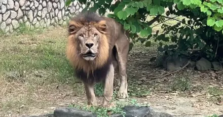 最準時的打卡鐘！壽山動物園獅子「每天4：50」互提醒下班　大貓呢喃影片曝