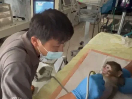 影/給台灣獼猴做超音波！壽山動物園幫山羌搶先體驗