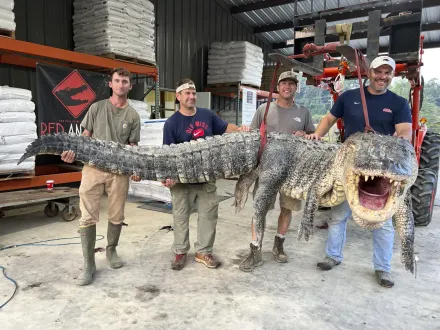美國密西西比州出現「360公斤超巨鱷魚」　4名獵人耗時7hr成功抓上岸