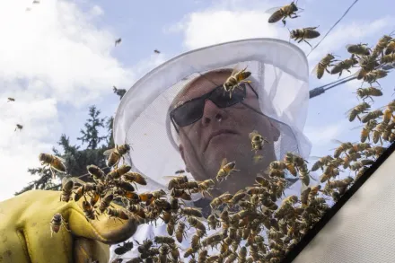 蜂箱掉落卡車「500萬隻蜜蜂」傾巢竄出　司機慘被螫數百針