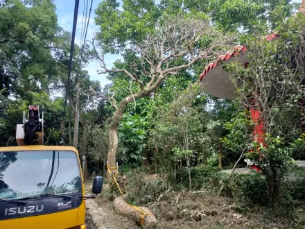 海葵颱風/因應海葵來襲　新竹市府加強樹木修剪