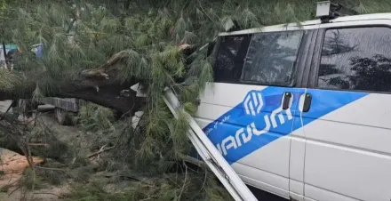 海葵颱風/竹南假日之森「百年木麻黃」轟然倒　壓毀路邊廂型車