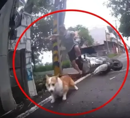 影/阿伯騎車過彎慘摔水溝！柯基行雲流水跳車棄主　全網狂讚「有練過」