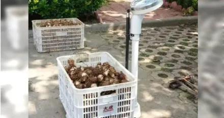 影/偷挖芋頭「得手350公斤」來不及賣就被逮　農民樂：有人免費幫忙