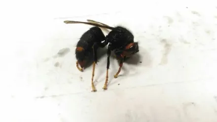 惡名昭彰！螫死2人「黃腳虎頭蜂」體型曝　攻擊性強、名列世界十大最危險昆蟲