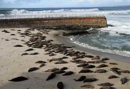 為降低海獅與人類之間衝突　聖地牙哥議會宣布關閉拉霍亞海灘岩石區