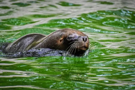 影/紐約世紀暴雨大淹水　動物園水池暴漲海獅「短暫逃脫」