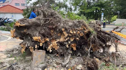 小犬颱風/鹿港斷樹吹出百年墓碑！底埋3骨灰罈　後代子孫找到了
