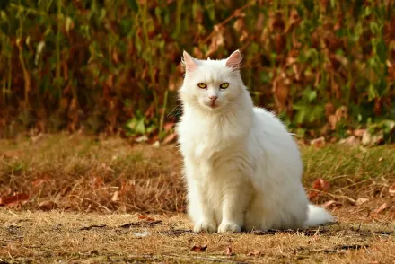 150隻貓丟在沙漠自生自滅　動保團體要求阿聯當局採取行動制裁「暴行」