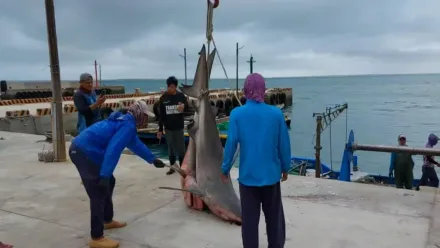 影/澎湖2母鯊入侵「偷吃養殖海鱺」　3年來第3次犯案