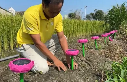 影/佛經驅鳥新招！雲林稻農突發奇想　念佛機「渡化」…麻雀很有感