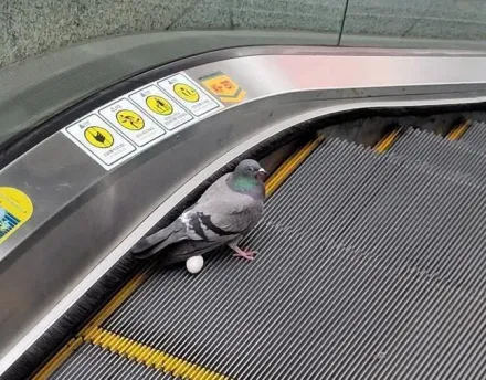 挫勒蛋！電扶梯驚見「鴿子下蛋」　鳥媽媽回頭看一臉驚恐