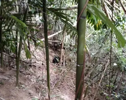 苗栗果園傳出「低吼」！驚見「超萌小黑熊」困陷阱　林業署動員搶救幼崽