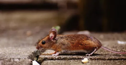 日本科學家成功將老鼠「送到太空繁衍」！　人類在太空繁衍後代機會高