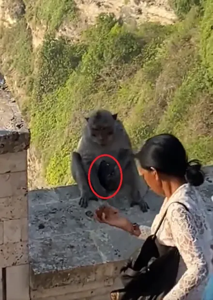 影/峇里島旅遊遭聰明野猴搶手機　她無奈奉上「2顆蘋果」當贖金