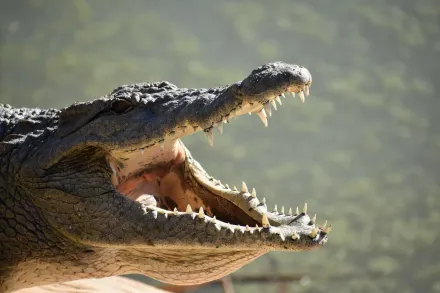 澳洲農夫遭巨鱷咬腿拖下水 他急中生智反咬「鱷魚這裡」脫困