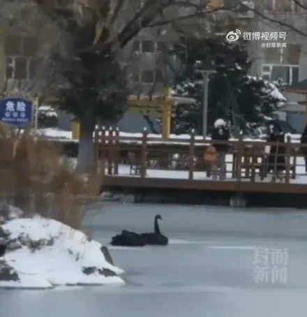 影/慘！哈爾濱連日低溫　校園黑天鵝遭凍湖上「剩脖子能動」