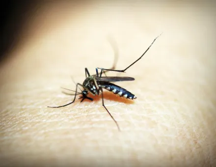 登革熱疫情逐漸上升！前往東南亞國家旅遊應注意「防蚊措施」