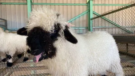 世上最可愛的小羊徵婚囉！清境農場1歲黑鼻瓦萊羊30萬標售