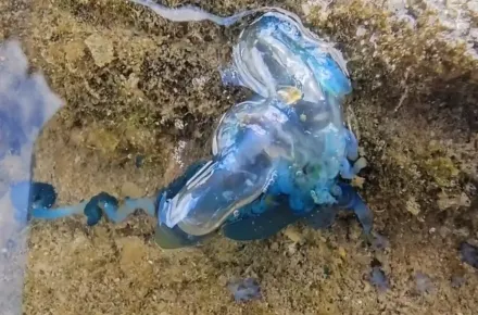 嚇死人！沙灘驚見「藍色塑膠袋」　竟是世界第3毒僧帽水母