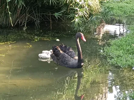 台中秋紅谷「4隻黑天鵝寶寶」消失！疑遭肉食性魚類吃掉