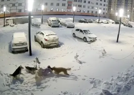 影/俄羅斯9歲女童走在街上　遭流浪狗群「圍攻撕咬1min」重傷送醫