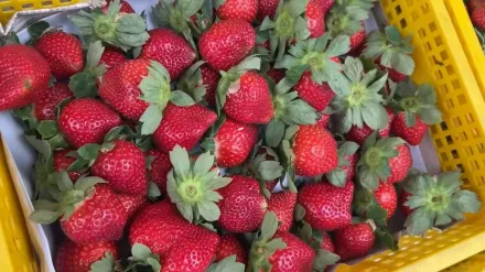 影/草莓季開跑！蟲害肆虐每台斤價格飆500元　盛產時間曝光