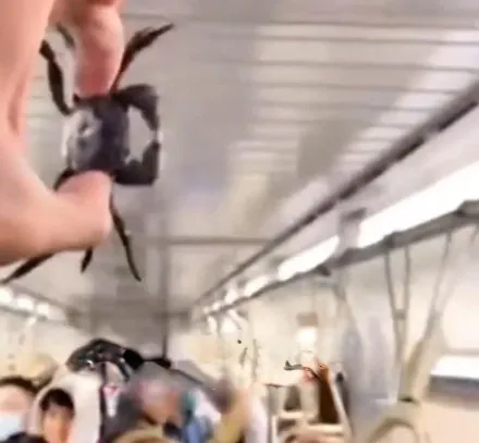 影/不想變晚餐？婦人帶螃蟹搭火車牠衝出塑膠袋「逃生」　乘客幫抓笑翻