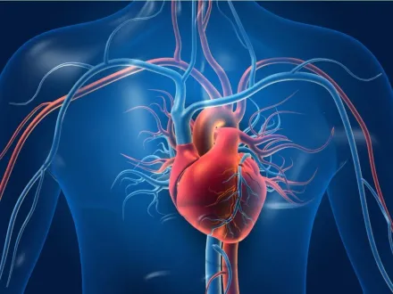 「主動脈瓣狹窄」2年內發病致死率50%　導管植入術有條件給付