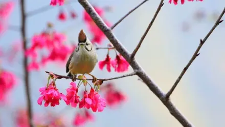 暖冬小驚喜！大雪山、武陵農場山櫻花「偷跑」盛開　山林鳥語花香迎春天