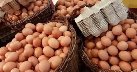 恐搶先全球過「剩蛋日」！政府錯估禽流感疫情　農業部回應了