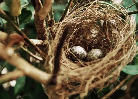 家中有鳥類築巢代表「風水好」？命理師曝實際案例：恐導致家人生病